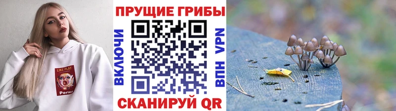 закладка  Лысьва  Галлюциногенные грибы Psilocybine cubensis 